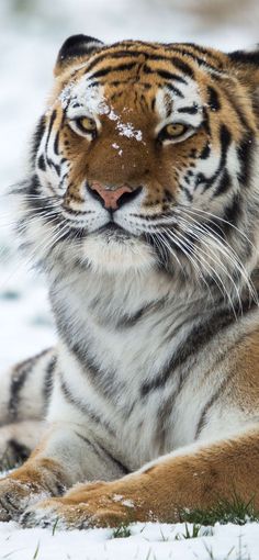 a tiger laying down in the snow with its head turned to look like it is looking at something