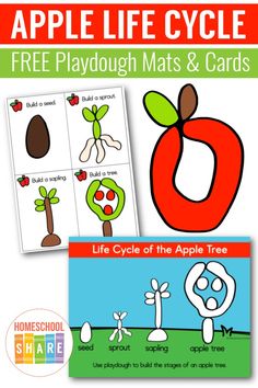 an apple life cycle with the words, free playdouh mats and cards