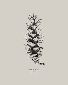 a black and white drawing of a pine tree with the words white pine on it