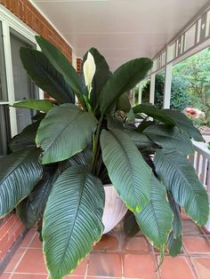 a potted plant sitting on the front porch