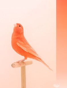 a red bird sitting on top of a wooden post next to a white wall and floor