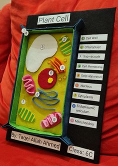 an image of a plant cell made out of felt and paper with labels on it