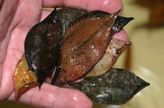 a close up of a person holding a piece of food in their hand with dirt on it