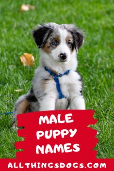 a puppy sitting in the grass with a name tag on it's collar that says, male puppy names