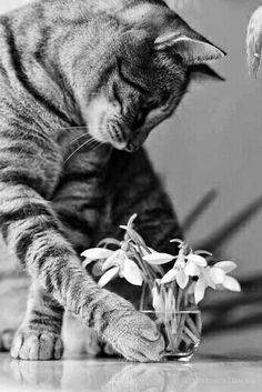 a cat reaching for a vase with flowers in it