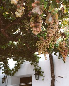 grapes are hanging from the branches of a tree in front of a white wall and window