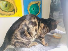 a cat sitting on top of a white towel next to a bowl and painting behind it