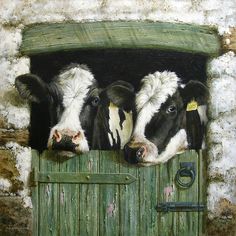 three black and white cows sticking their heads out of a barn door