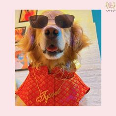 a dog wearing sunglasses and a red dress