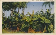 a banana grove in tropical florida with palm trees