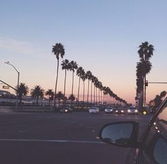 palm trees line the street as cars drive by