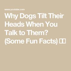 the words why dogs tilt their heads when you talk to them some fun fact