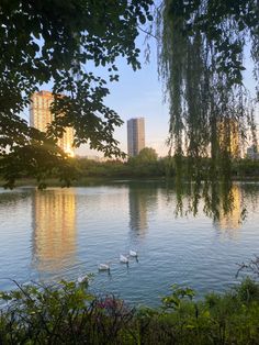 swans swimming in a lake surrounded by tall buildings