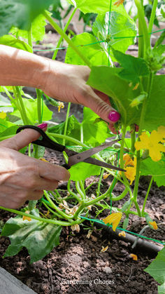 Prune Cucumber, Pruning Cucumbers Cucumber Planting Ideas, Pruning Cucumber Plants, What To Do With Cucumbers From Garden, How To Prune Cucumber Plants, When To Pick Cucumbers From Garden, When To Plant Cucumbers, Plant Cucumbers From Seed, When To Harvest Cucumbers, Planting Onion Sets