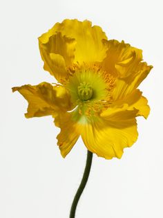 a single yellow flower on a white background