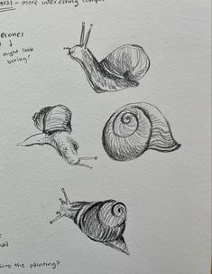 some drawings of snails and their names