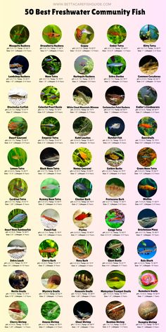 the 50 best fresh water community fish info sheet for aquariums and marine life systems