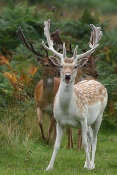 three deer standing in the grass with their antlers spread out and looking at the camera