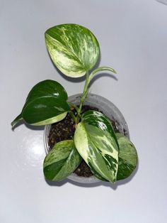 a small potted plant sitting on top of a white table next to a green leafy plant