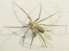 a large spider sitting on top of a white wall next to a caption that reads, warning everyone in usa brown reclose