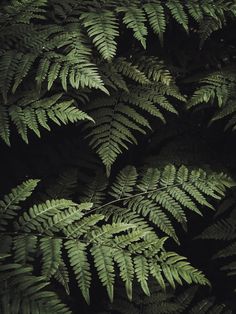 green leaves are growing in the dark