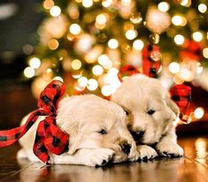 two puppies are laying on the floor next to a christmas tree with lights in the background