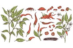 an illustration of chili peppers and leaves on a white background with the words chilli pepper written below