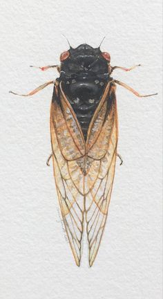 a close up of a black insect on a white paper background with watercolor pencils