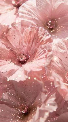 some pink flowers with water droplets on them