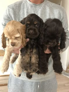 a person holding four puppies in their hands