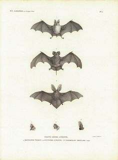 three bats are shown in four different positions, one is upside down and the other has wings spread out