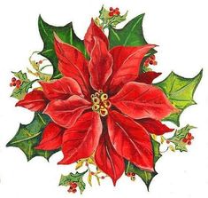 a drawing of a poinsettia with holly