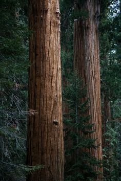 two large trees standing in the middle of a forest