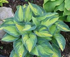 a close up of a plant with green leaves in the ground next to some rocks