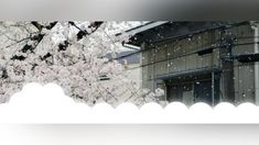 a tree with white flowers in front of a building