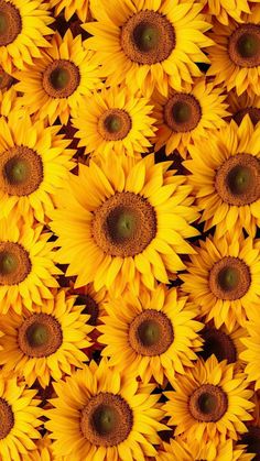 many yellow sunflowers are arranged together