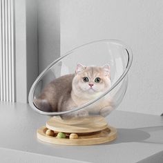 a cat sitting in a glass bowl on top of a wooden stand