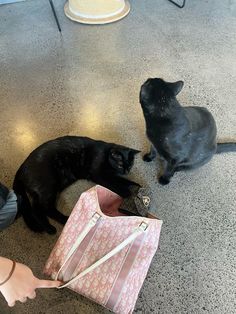 two black cats sitting on the floor next to a pink bag and someone reaching for it