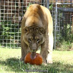 a big cat eating something on the ground in front of a caged area with grass