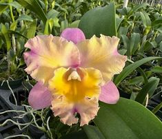 Freshly Repotted, Blc. Momilani Rainbow 'elizabeth Off', Shipping Included - Etsy