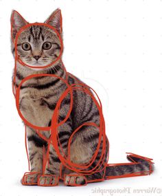 a cat sitting on the ground with a red ribbon around it's neck and eyes