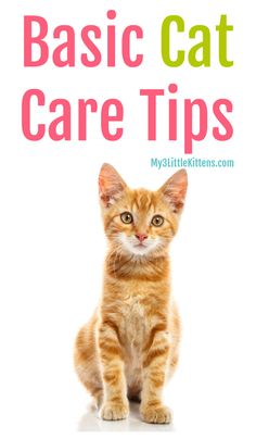 an orange cat sitting on top of a white floor next to the words basic cat care tips