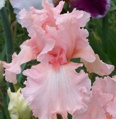 some very pretty pink flowers with purple and white ones in the backrounds