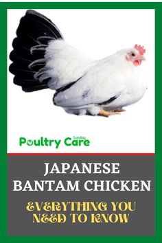 an advertisement for poultry care in japan with a white chicken on it's back