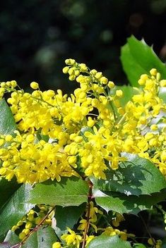 Mahonia is a fantastic plant for winter colour when there is very little else flowering. They cope with a shady position in the garden so it’s a good one to use under a tree. Plants that flower in winter have to work hard to attract the few insects around so they usually smell wonderful, and this is no exception. Bee Friendly Flowers, Under A Tree, Bee Friendly, Kitchen Garden