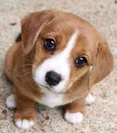 a brown and white puppy sitting on top of a floor