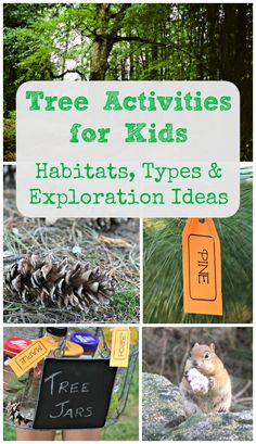 trees and pine cones are featured in this collage with the words tree activities for kids habitats, types & exploration ideas