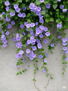 purple flowers are growing on the side of a white wall with green leaves and vines