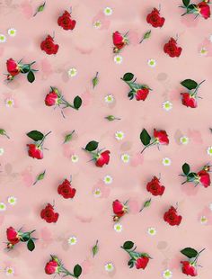 red roses and white daisies on a pink background