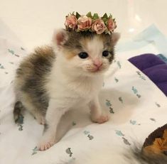 a kitten wearing a flower crown on top of it's head sitting on a bed